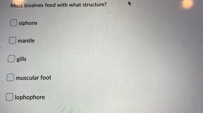 Most bivalves feed with what structure?
siphons
mantle
gills
muscular foot
lophophore