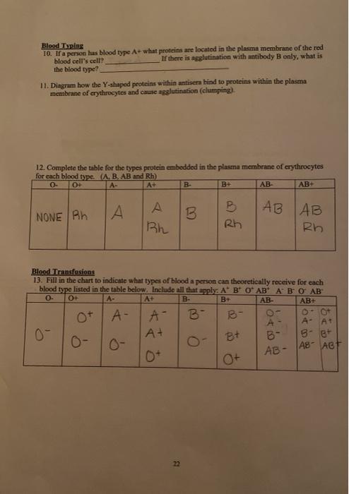 Solved Blood Typing 10. If a person has blood type A+ what | Chegg.com