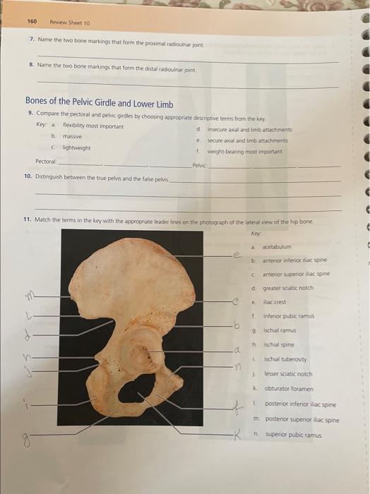Solved Bones of the Pectoral Girdle and Upper Limb 1. Fill | Chegg.com