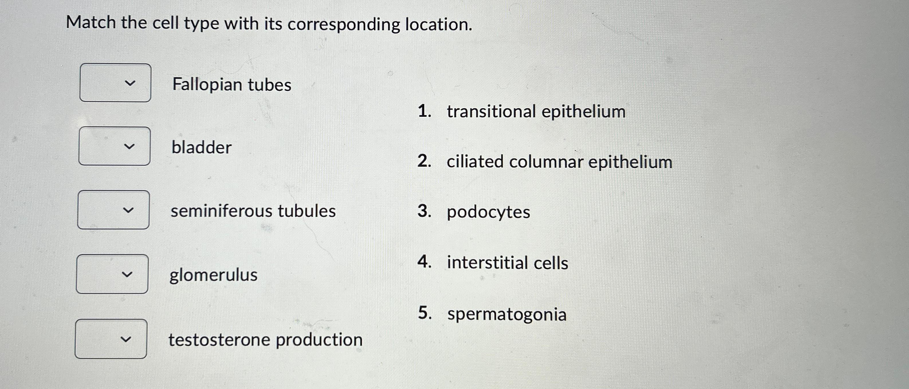 Solved Match the cell type with its corresponding | Chegg.com