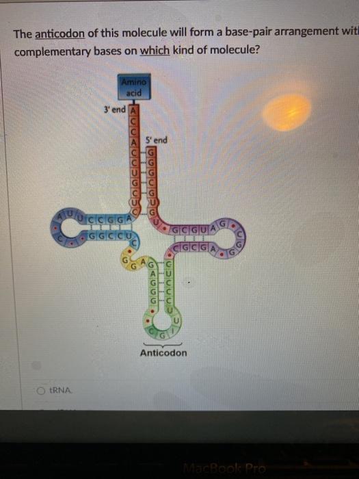 Solved The anticodon of this molecule will form a base-pair | Chegg.com