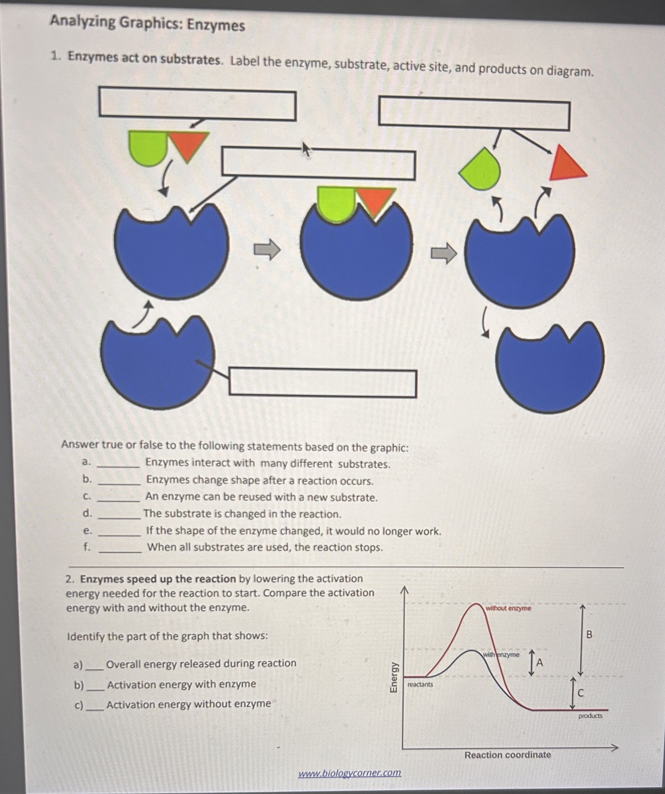 Enzymes And Cellular Regulation Answer Key Solved Analyzing Graphics: EnzymesEnzymes act on substrates. | Chegg.com