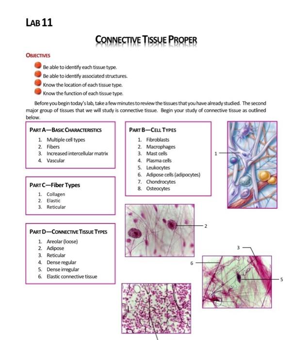 connective tissue types and functions