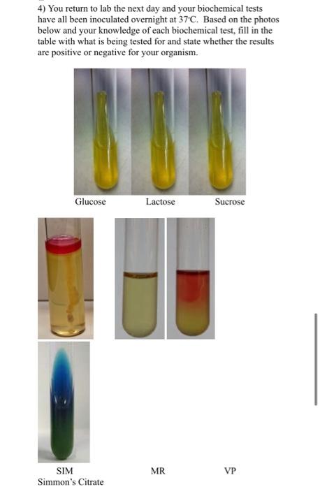 Solved Laboratory Exercise 13: Bacterial Isolation and | Chegg.com