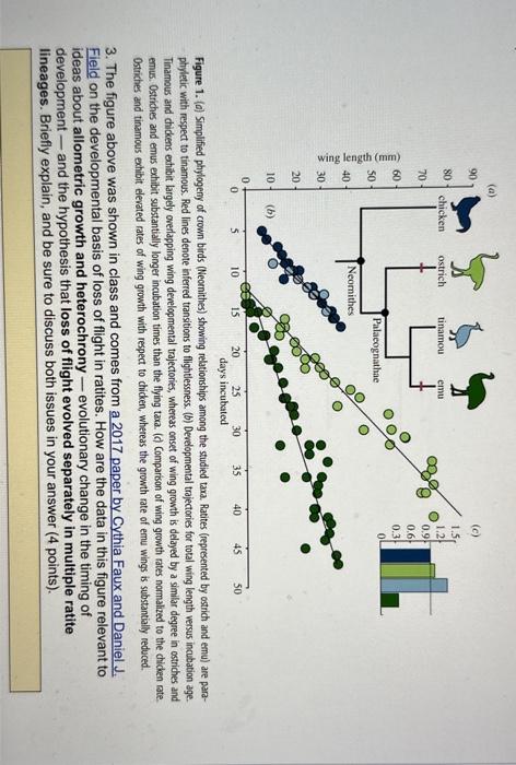Curated visual reference: Gallery Detail: Solved Evolutions Figure 1 A Simplified Phylogeny Of C
