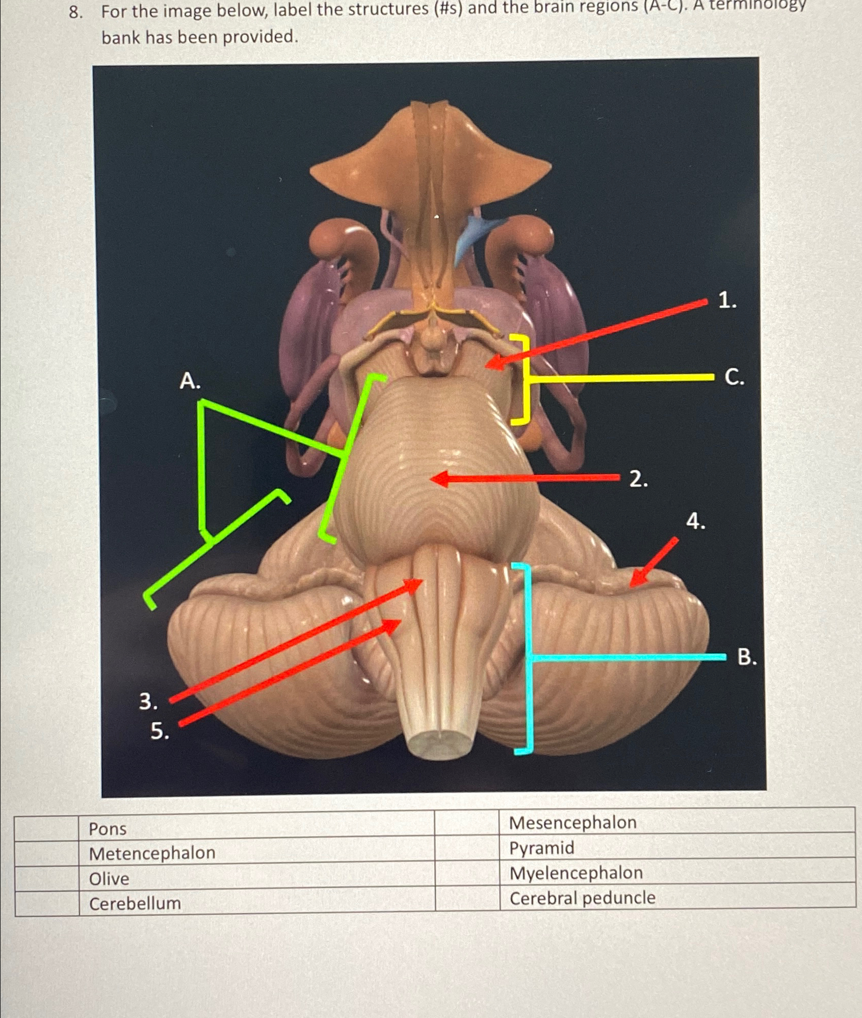 Solved For the image below, label the structures (#S) ﻿and | Chegg.com