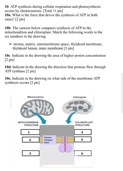 where does atp formation occur