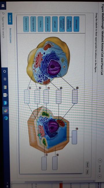 Figure Walkthrough Idealized Animal Cell And Plant Chegg Com