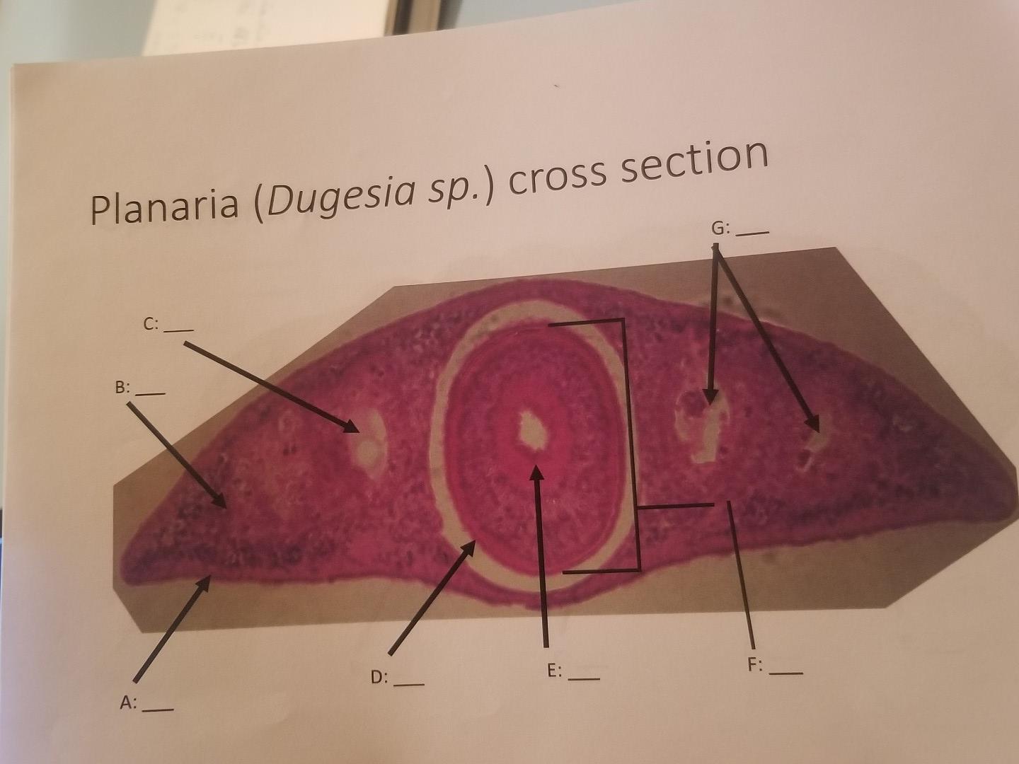 planaria diagram cross section