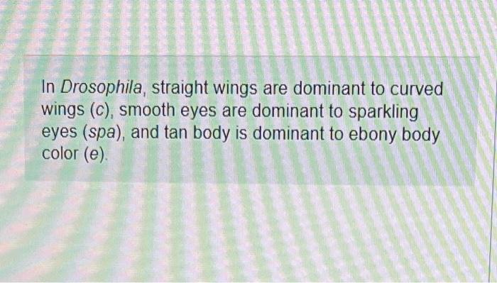 In Drosophila, straight wings are dominant to curved wings \( (c) \), smooth eyes are dominant to sparkling eyes (spa), and t