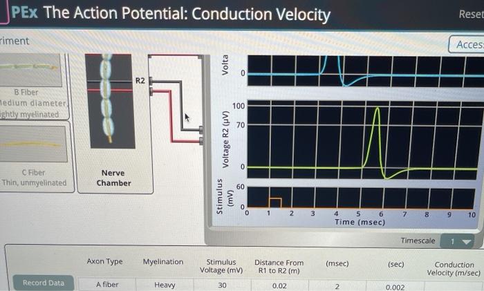 Solved 4 Calculate the conduction velocity in meters/second | Chegg.com