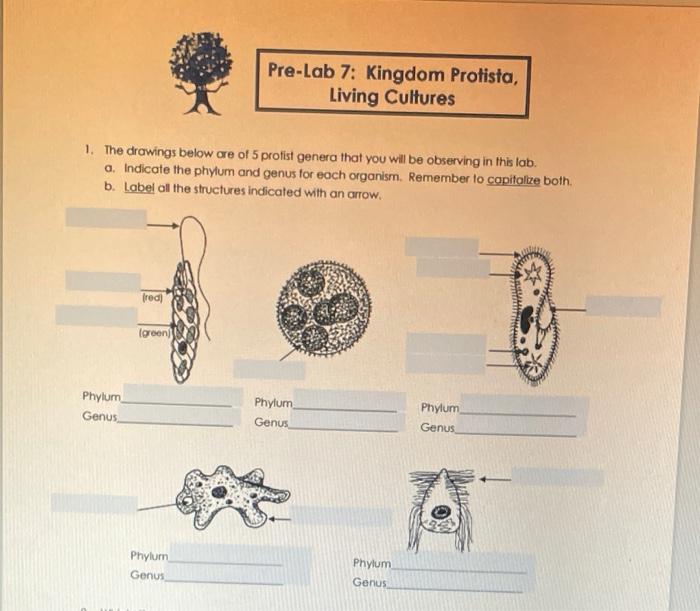 Solved Pre-Lab 7: Kingdom Protista, Living Cultures 1. The | Chegg.com