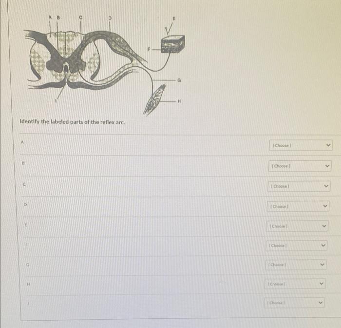 Solved G H Identify the labeled parts of the reflex arc. A | Chegg.com