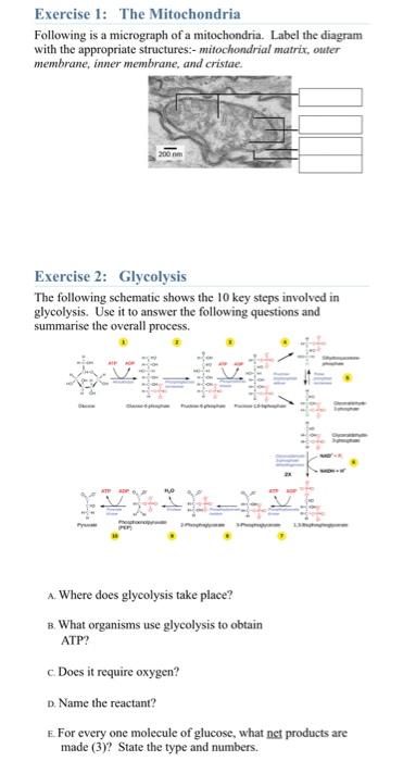 Solved Exercise 1: The Mitochondria Following is a | Chegg.com