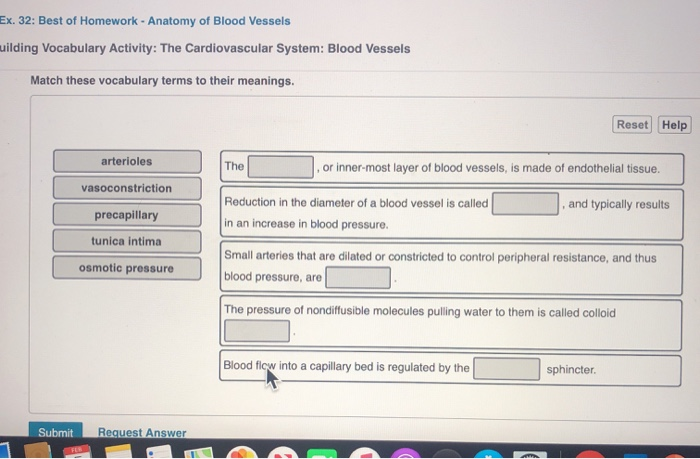 Solved Ex. 32: Best Of Homework - Anatomy Of Blood Vessels | Chegg.com