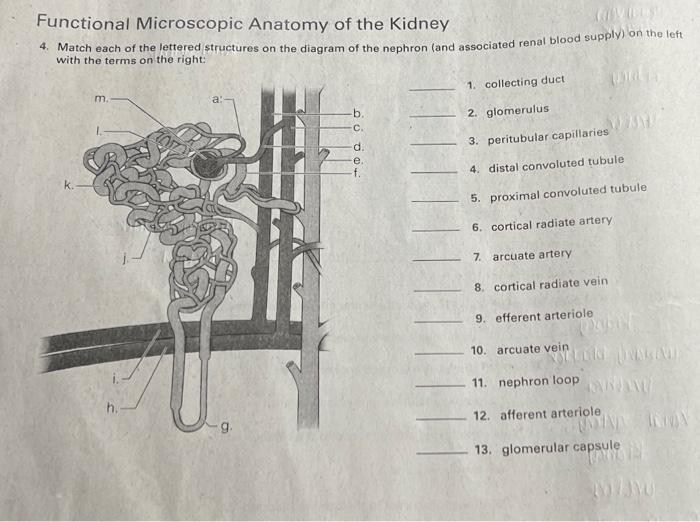 Solved Functional Microscopic Anatomy Of The Kidney 4. Match 