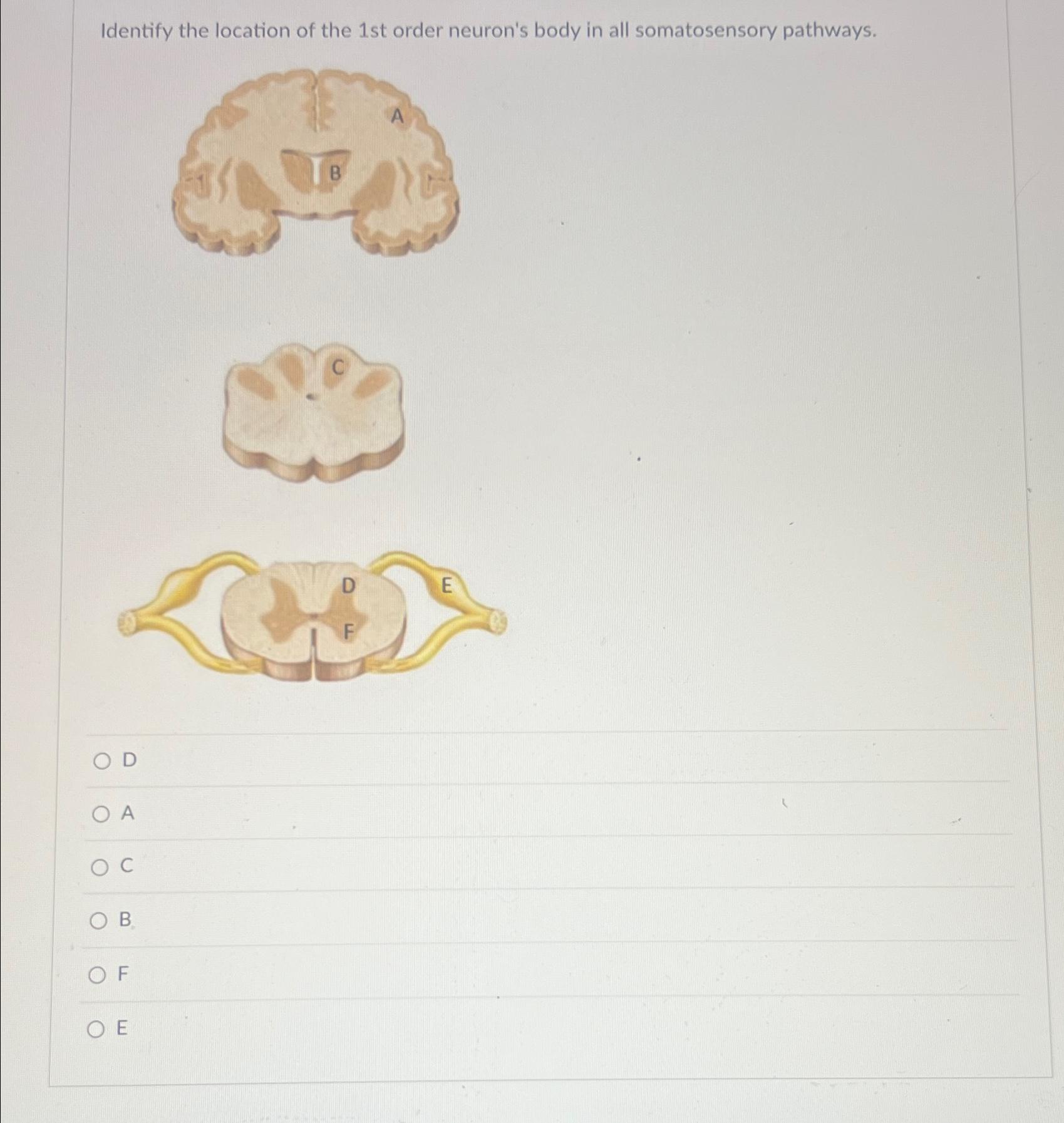 What Is The 1st Order Neuron