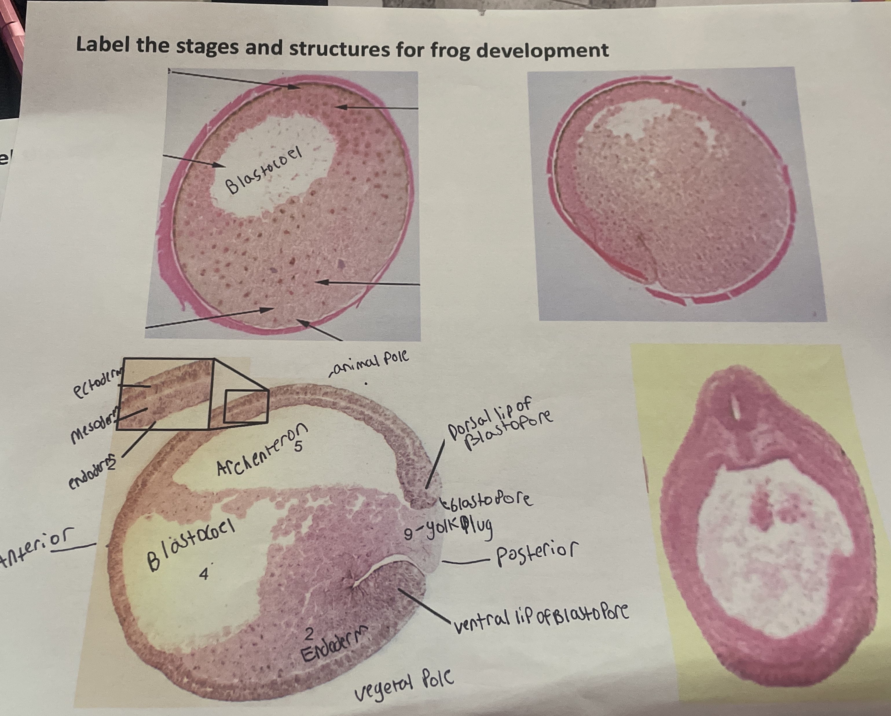 Solved Label the stages and structures for frog development. | Chegg.com