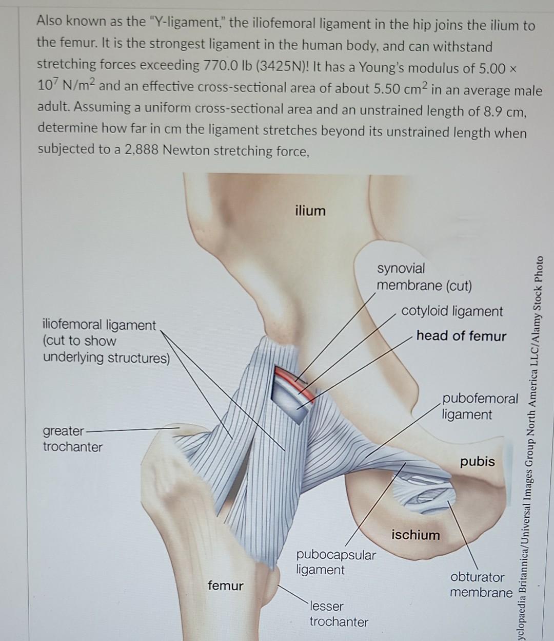 Hip Anatomy and Functions of the Hip | CSOG Sports Medicine, image size:1080x1248