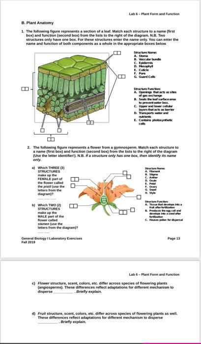 Solved Lab - Plant Form and Function B. Plant Anatomy 1. The