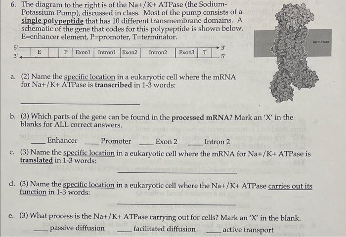 Solved name the specific location in a eukaryotic cell where | Chegg.com