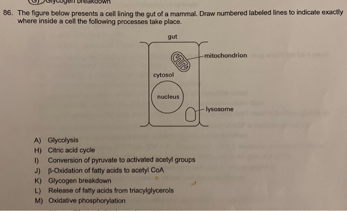Lycoyer Breakdown 86 The Figure Below Presents A Chegg Com