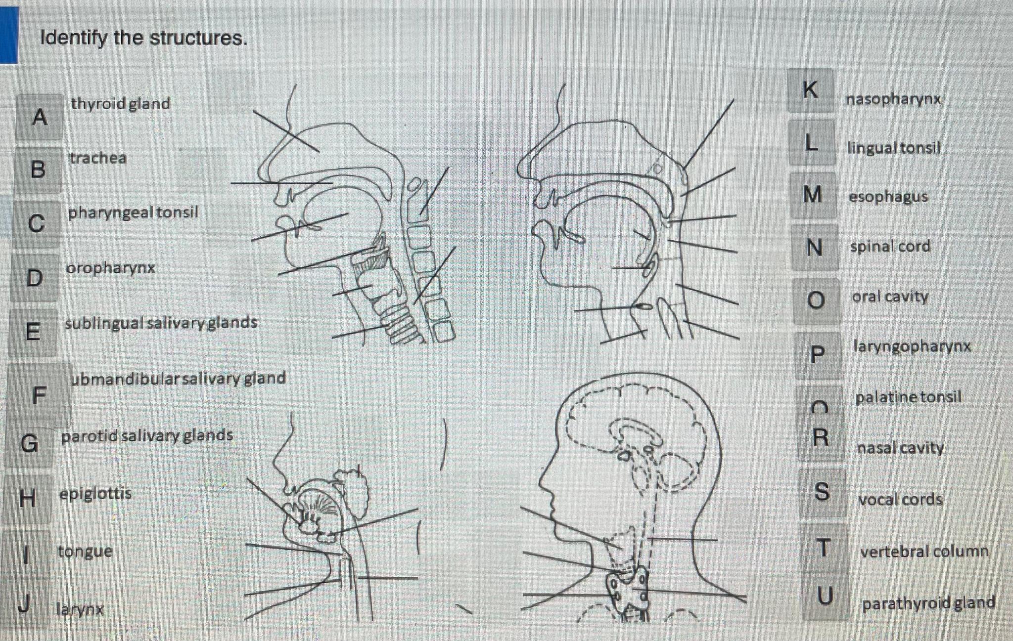 Solved Identify The Structures.(Please Show Them On The | Chegg.com