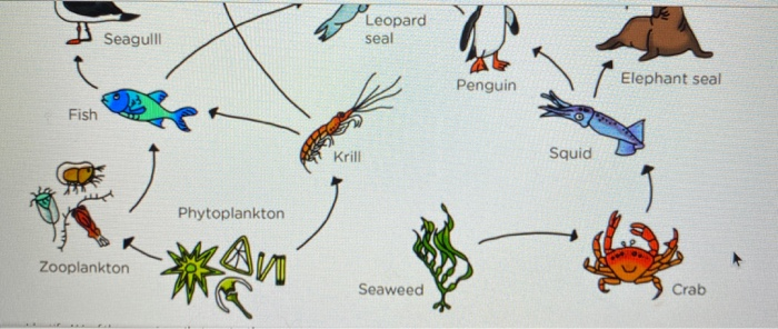 Solved Identify ALL of the organisms that are tertiary | Chegg.com