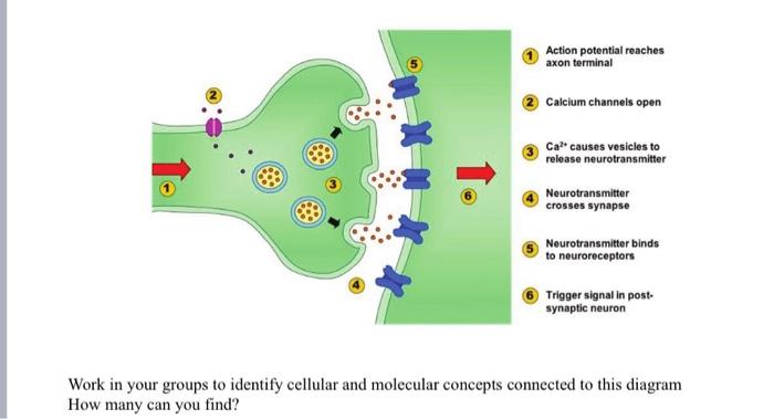 action potential diagram synapse