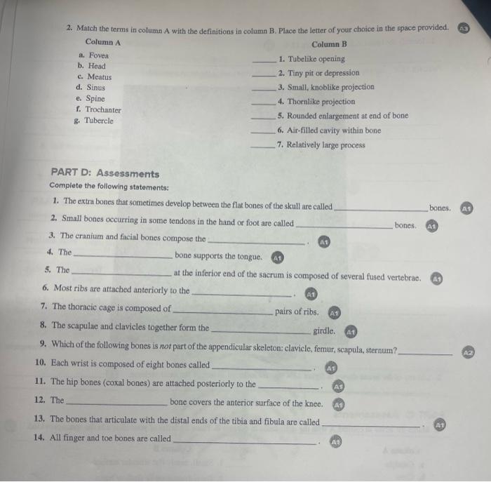 PART B: Assessments 1. Identify the bones indiested | Chegg.com