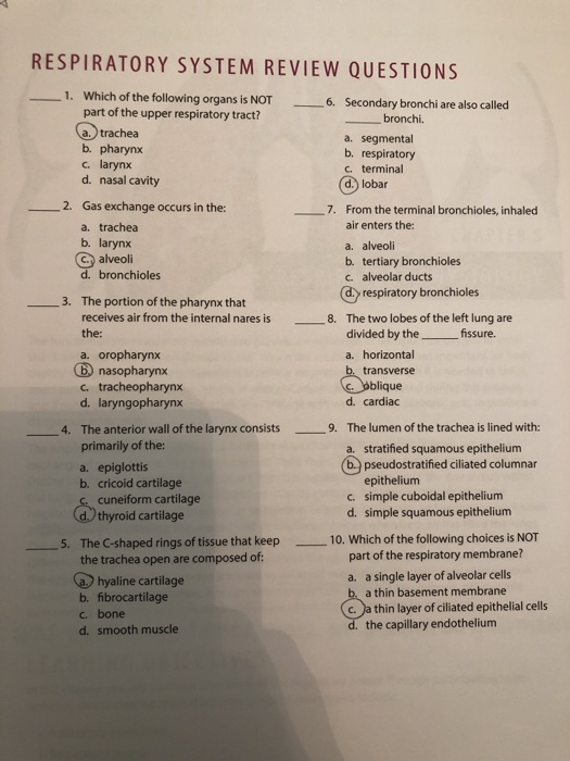 Respiratory System Review Questions Antimoms