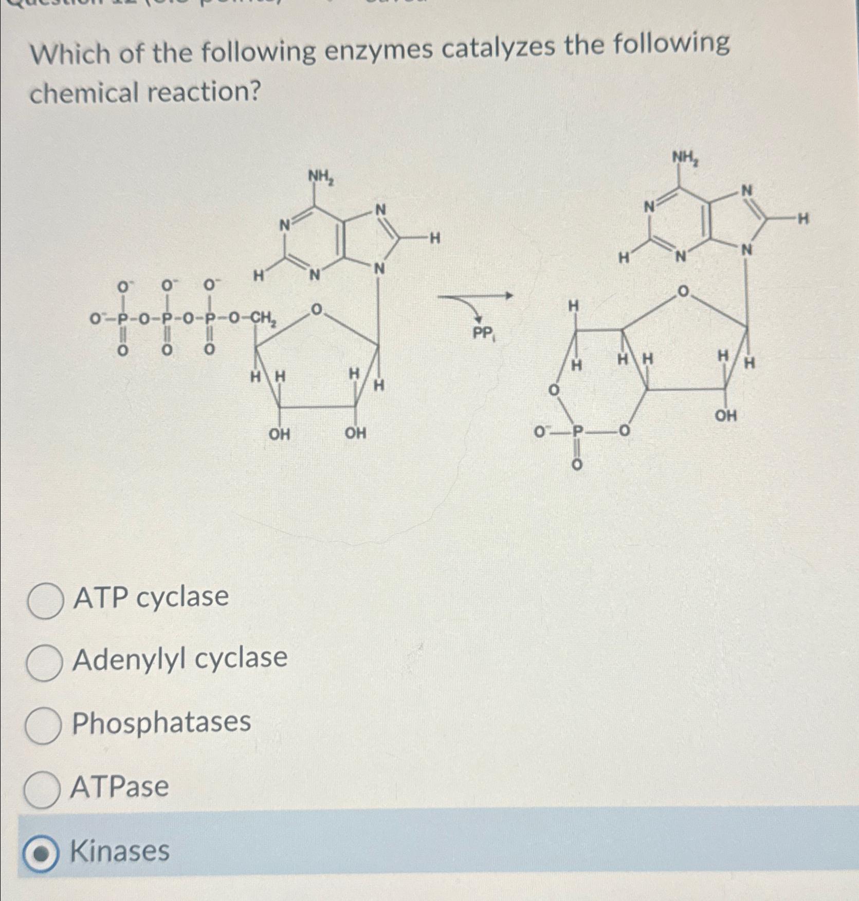 Solved Which of the following enzymes catalyzes the | Chegg.com