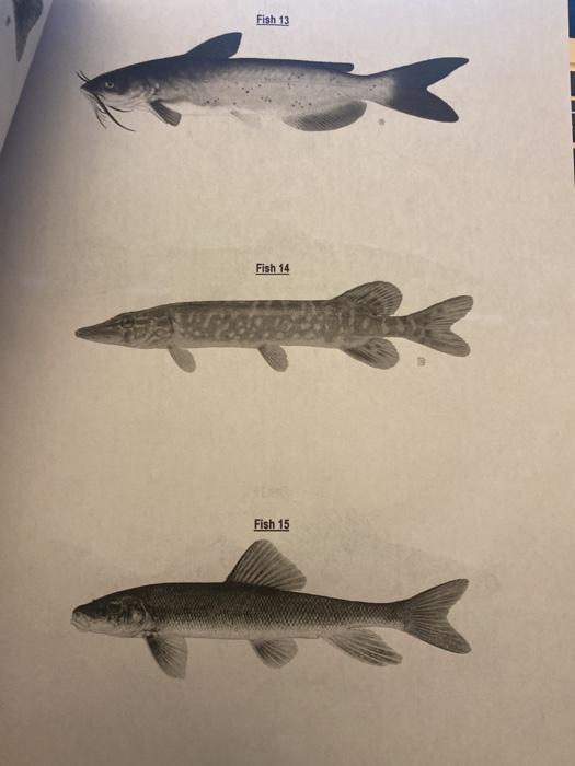 Solved Name Class Using and Making a Biological Key Answer