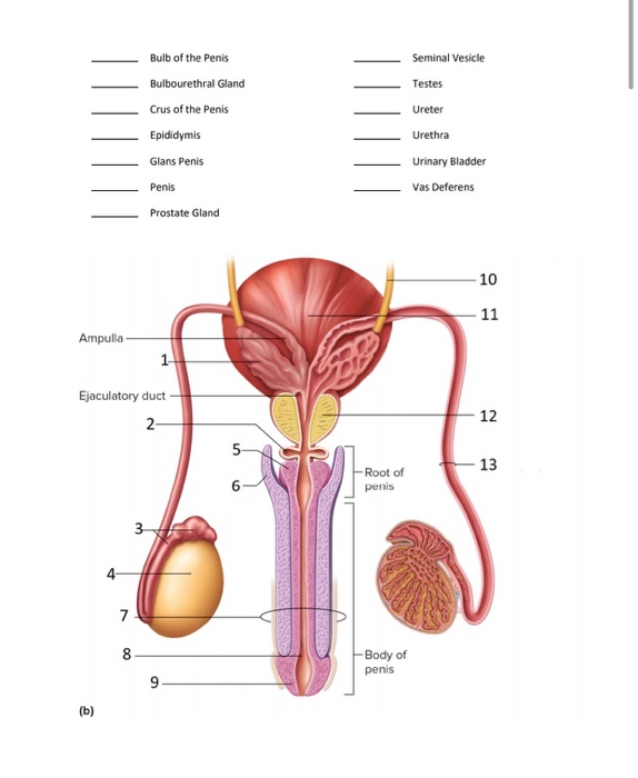 pleomorphic adenoma breast pathology outlines can testosterone cause prostate enlargement