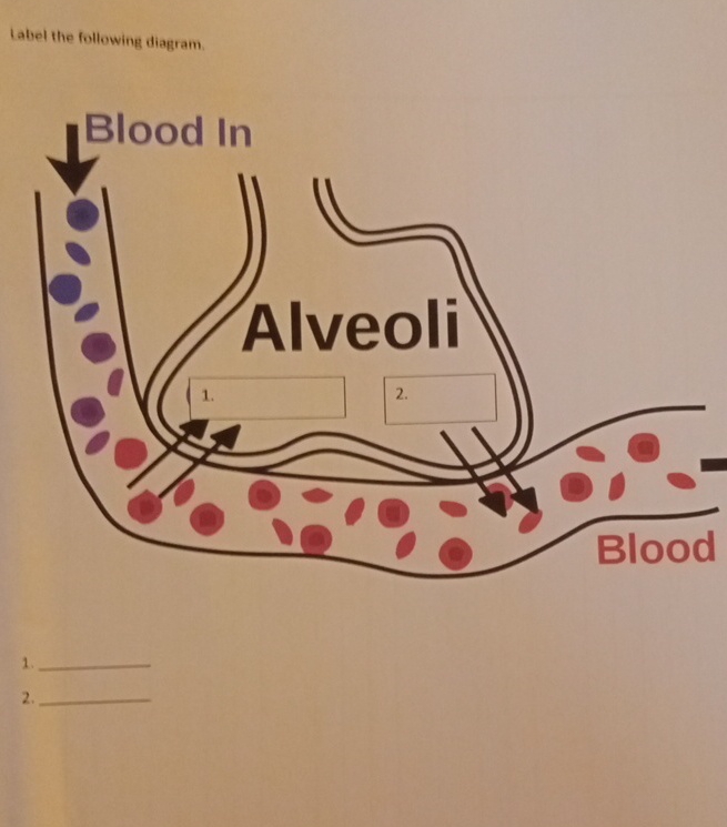 Solved label the following diagram.12. | Chegg.com