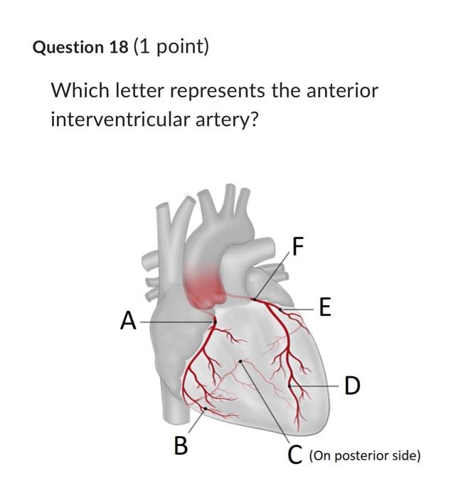 Solved Question 18 (1 point) Which letter represents the | Chegg.com