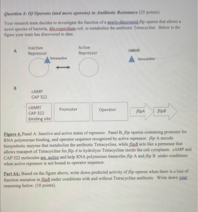 Solved Question 4: Of Operons (and more operons) in | Chegg.com