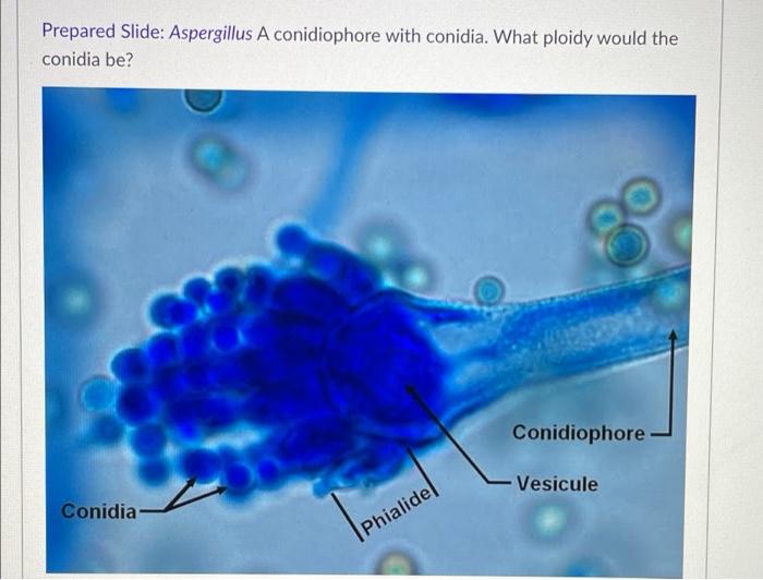 Aspergillus conidiophores