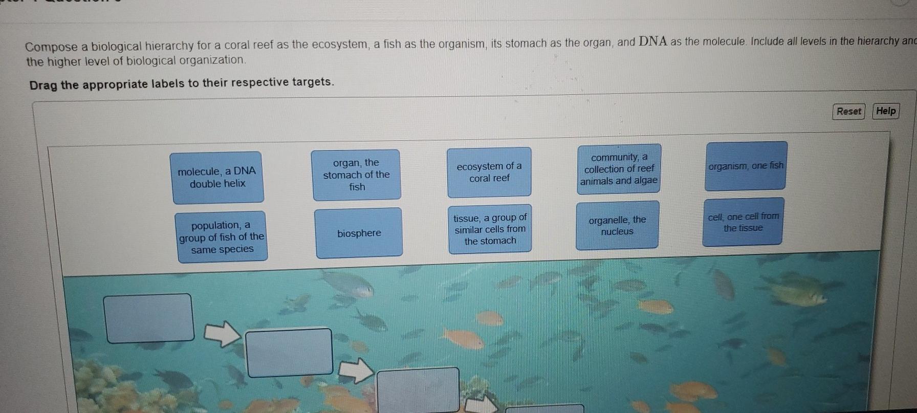 solved-compose-a-biological-hierarchy-for-a-coral-reef-as-chegg