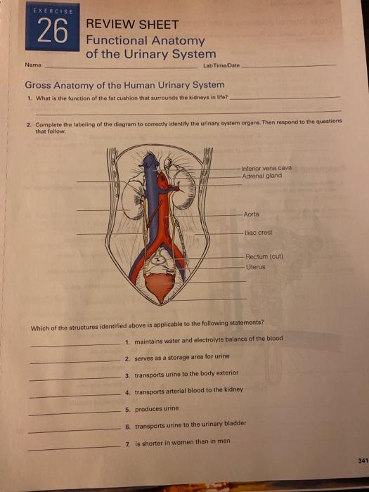 Exercise 26 Review Sheet Functional Anatomy Of The Chegg 