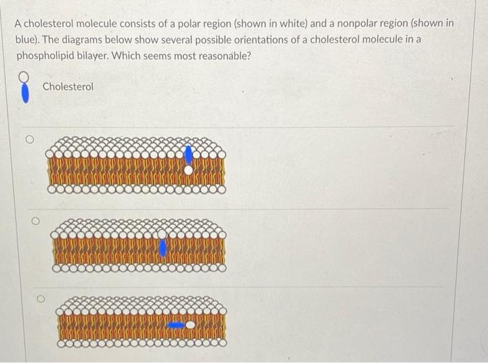 Solved A cholesterol molecule consists of a polar region | Chegg.com