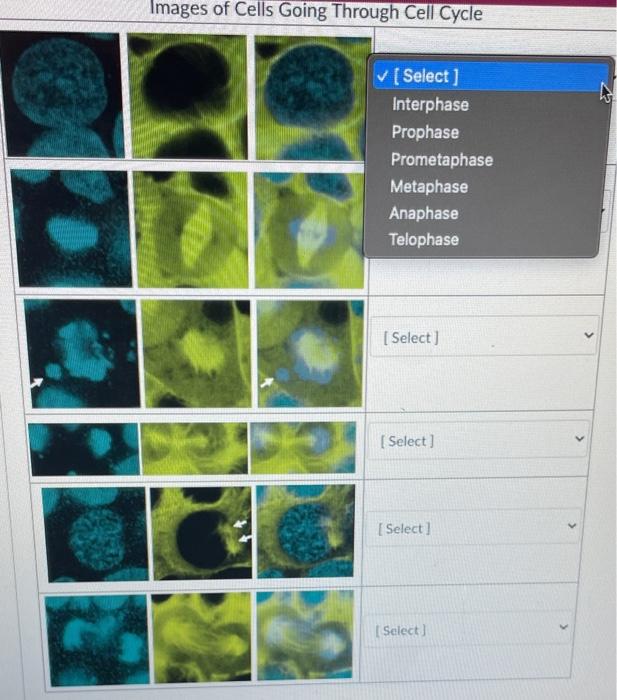 Solved Using the sample images of cells, match the image of | Chegg.com
