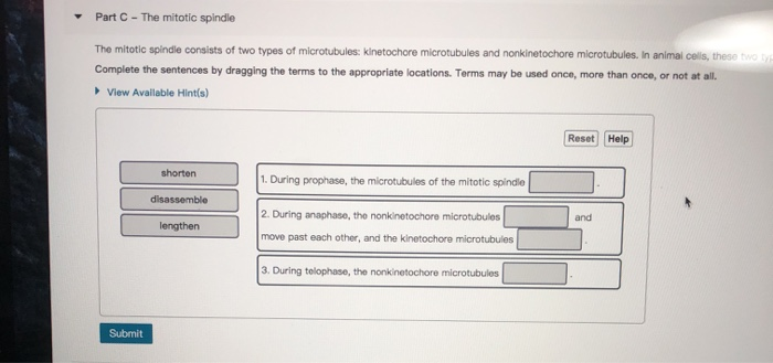 solved-part-c-the-mitotic-spindle-the-mitotic-spindle-chegg
