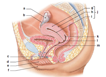 Solved Identify The Principal Structures Of The Female Reproducti Chegg Com