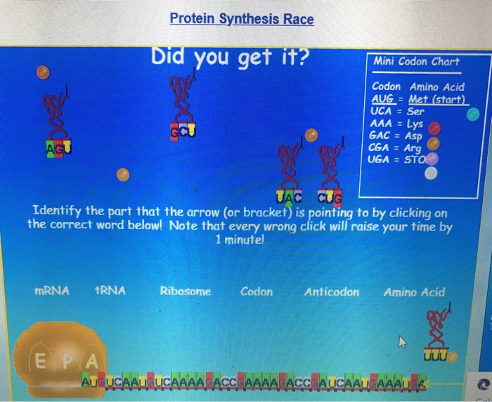 solved-protein-synthesis-race-did-you-get-it-mini-codon-chegg