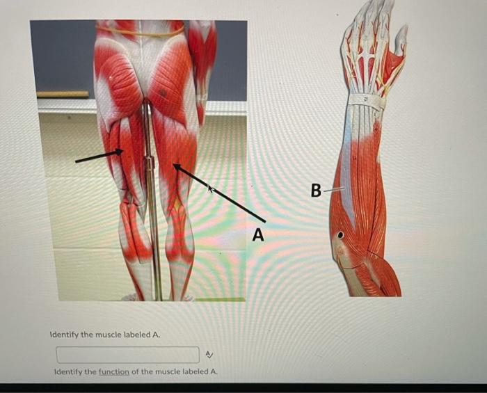 Solved D A B С Which set of vertebrae represent cervical | Chegg.com