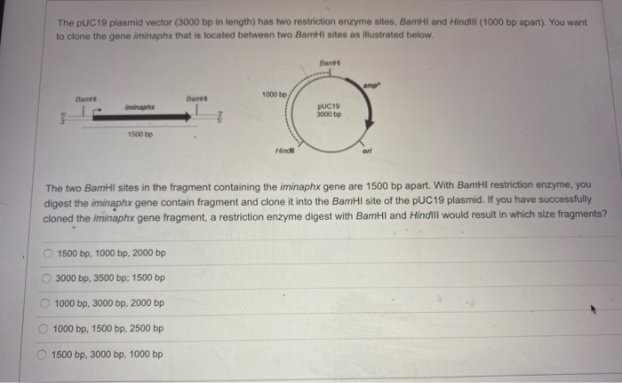 Solved The pUC19 plasmid vector (3000 bp in length) has two | Chegg.com
