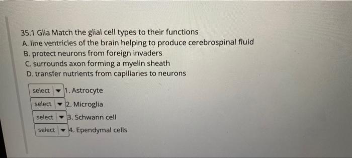 Solved 35.1 Glia Match the glial cell types to their | Chegg.com