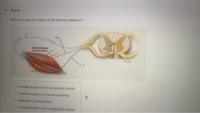 Solved Part A What is the specific function of the structure 