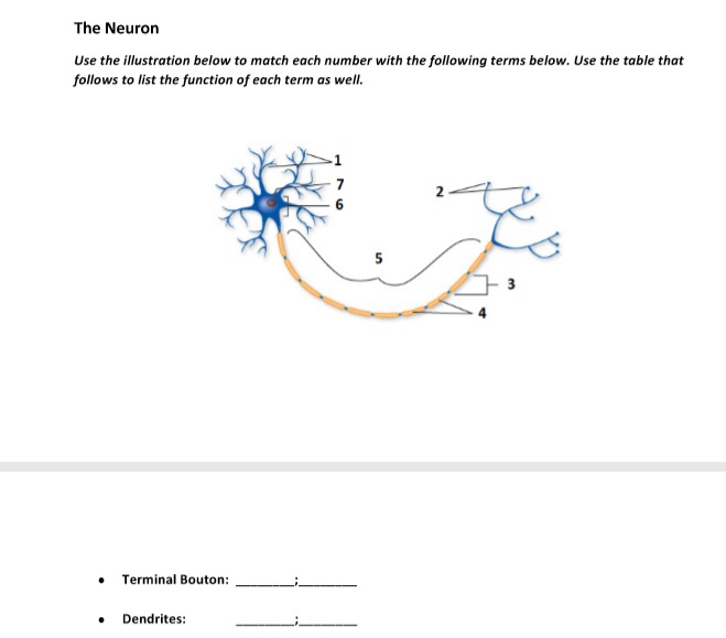 Solved: The Neuron Use The Illustration Below To Match Eac... | Chegg.com